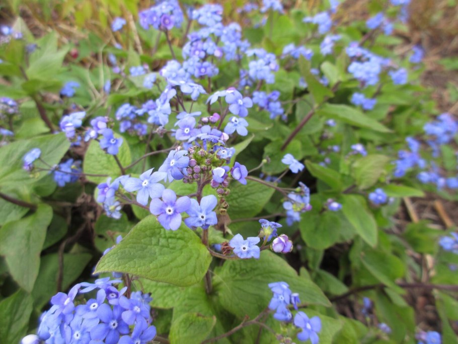 Бруннера looking Glass