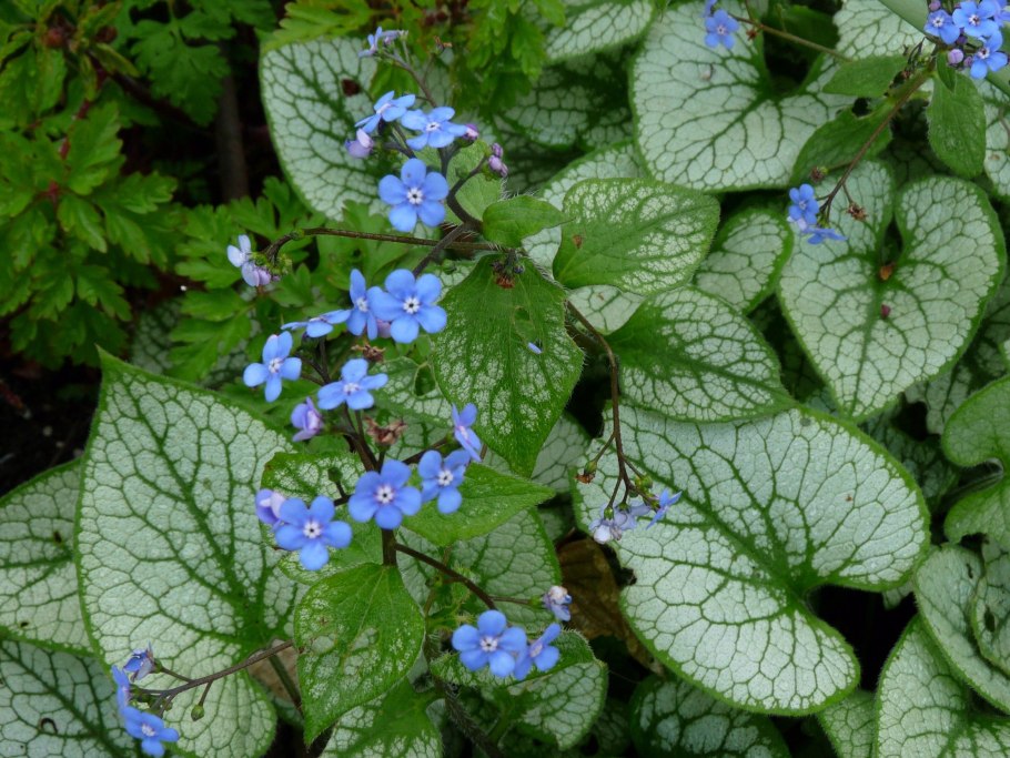 Brunnera Borealis богомол