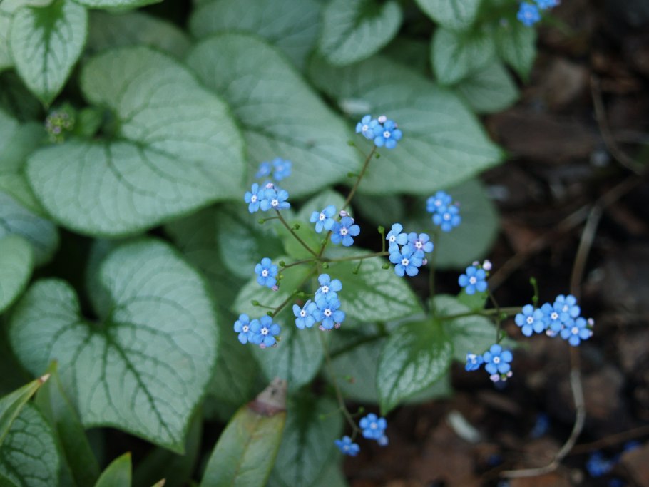 Бруннера Джек Фрост