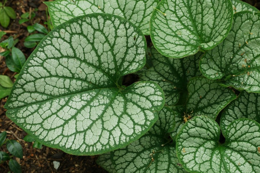 Бруннера Сильвер Харт