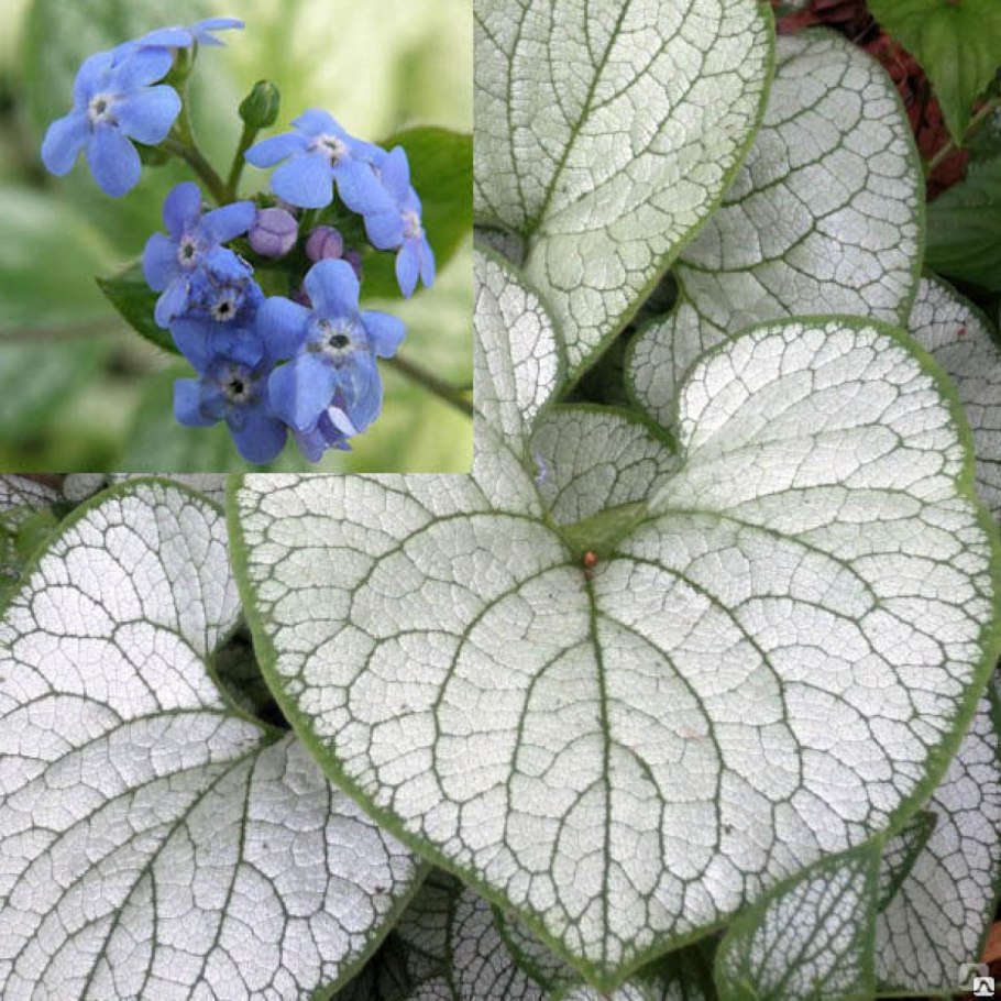 Brunnera Stev. (Бруннера