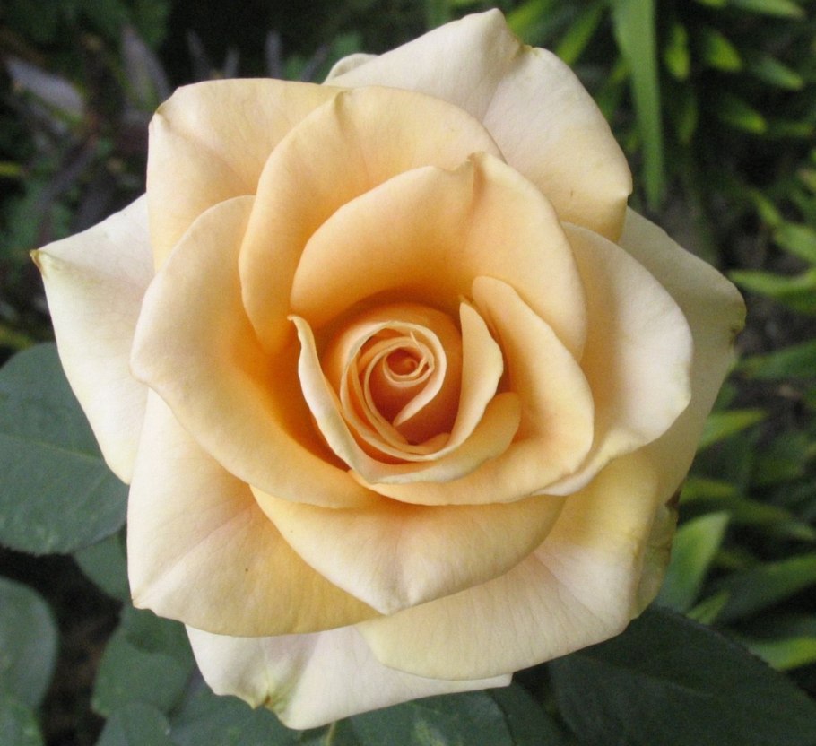 Роза чайно-гибридная Осиана