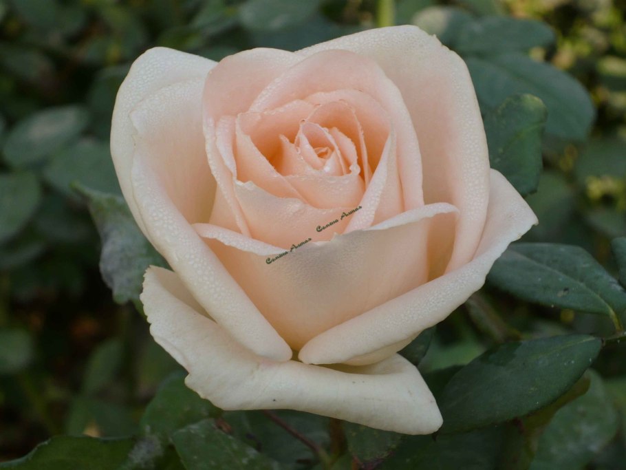 Осиана Osiana роза