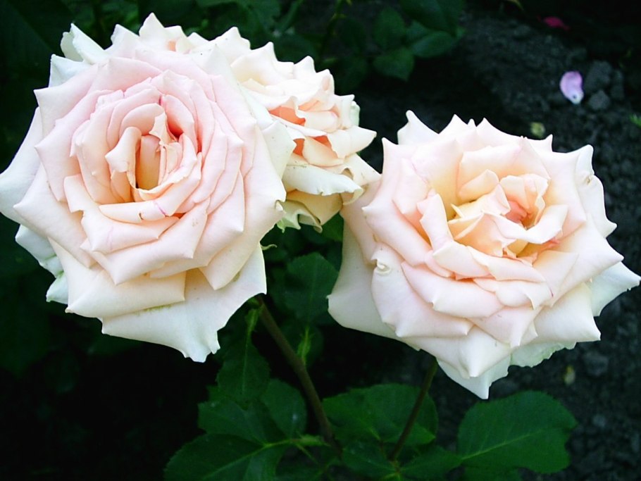 Роза Клер Осиана