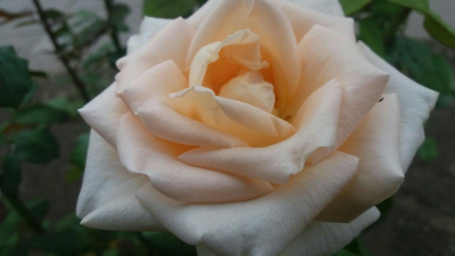 Роза чайно гибридная сорт Осиана