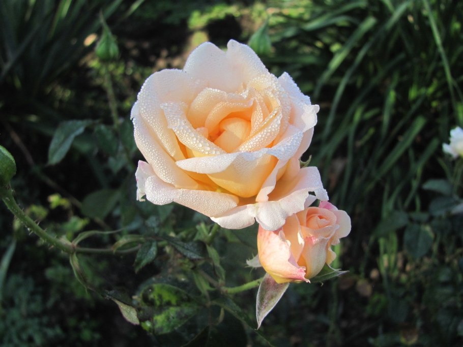 Осиана Osiana роза