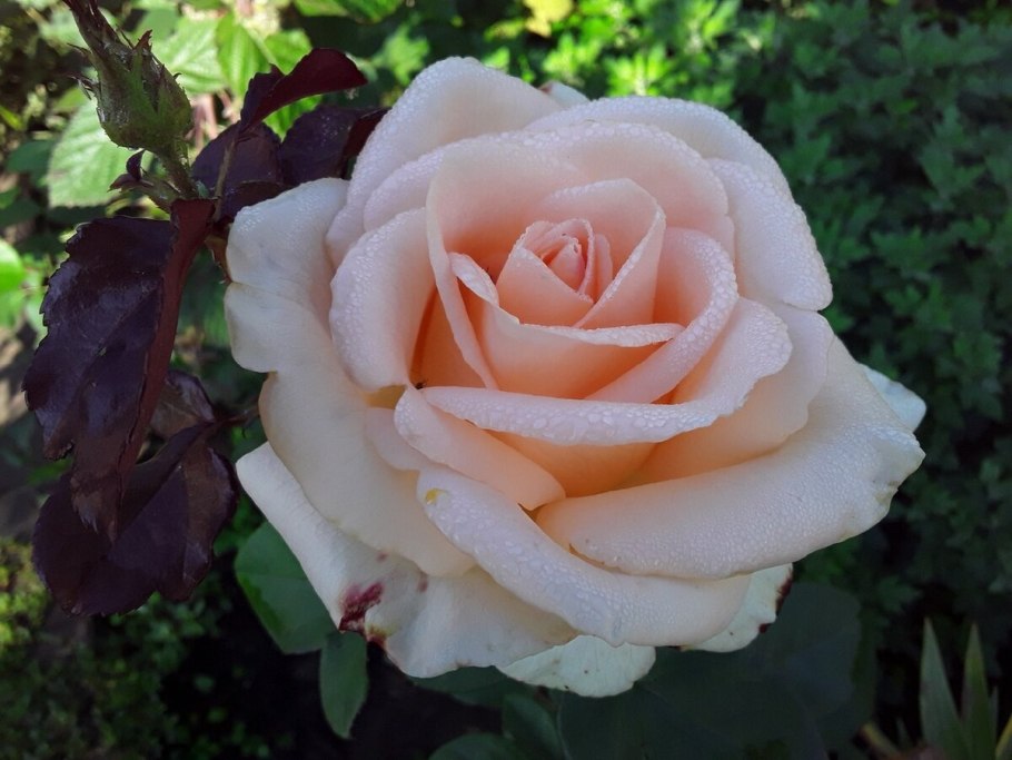 Роза Осеана