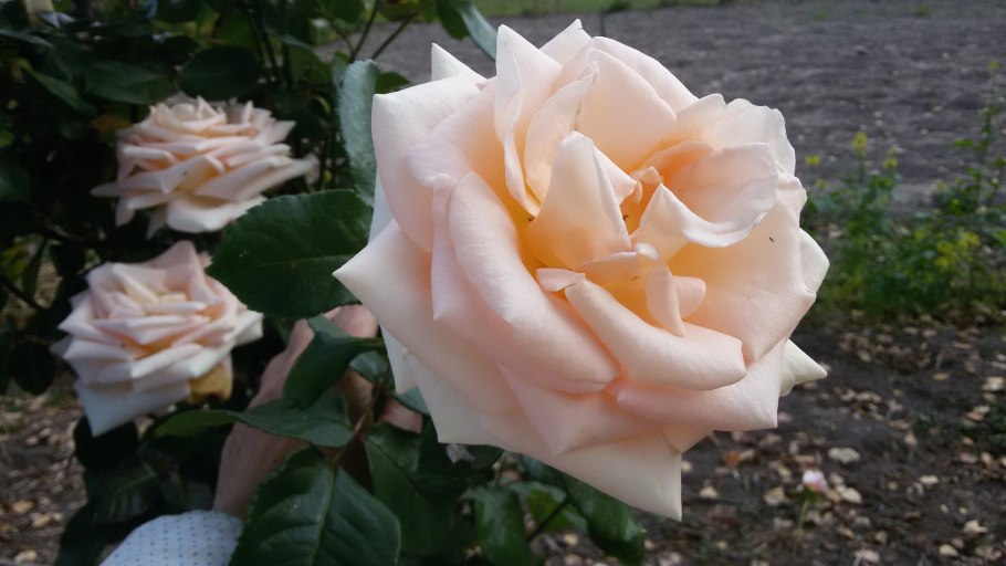 Чайно-гибридная роза Осиана (Osiana)