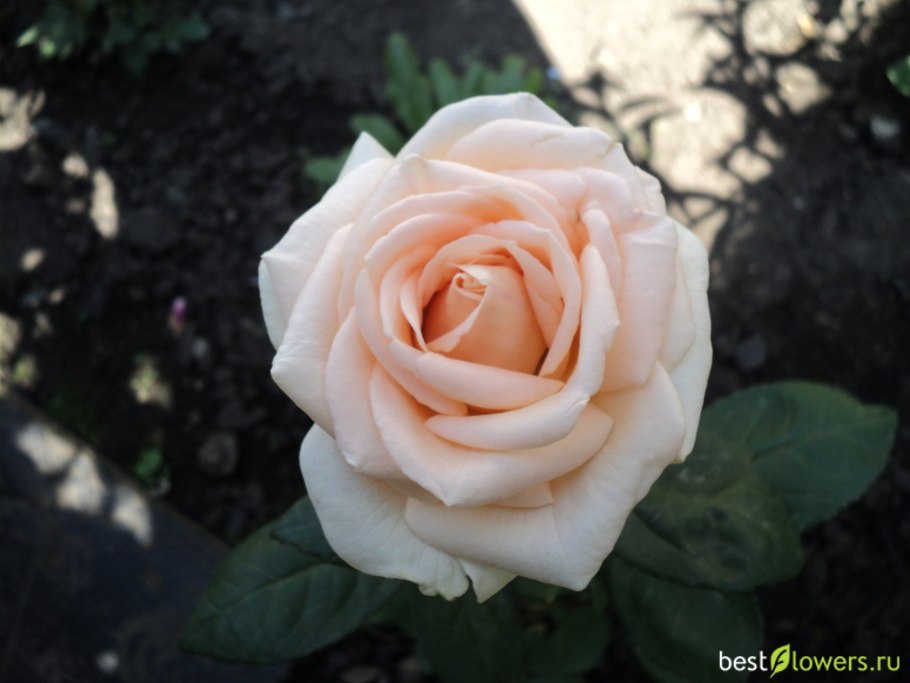 Роза Осиана чайно-гибридная роза