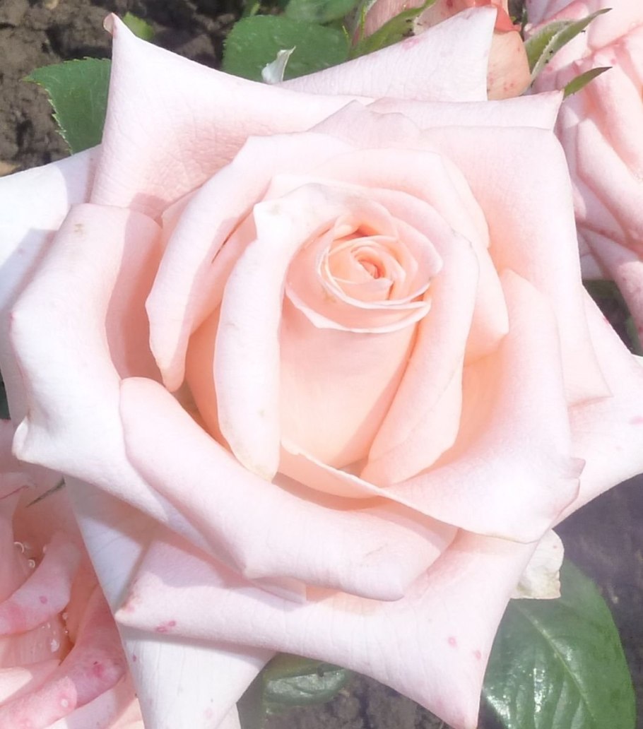 Роза чайно-гибридная Осиана