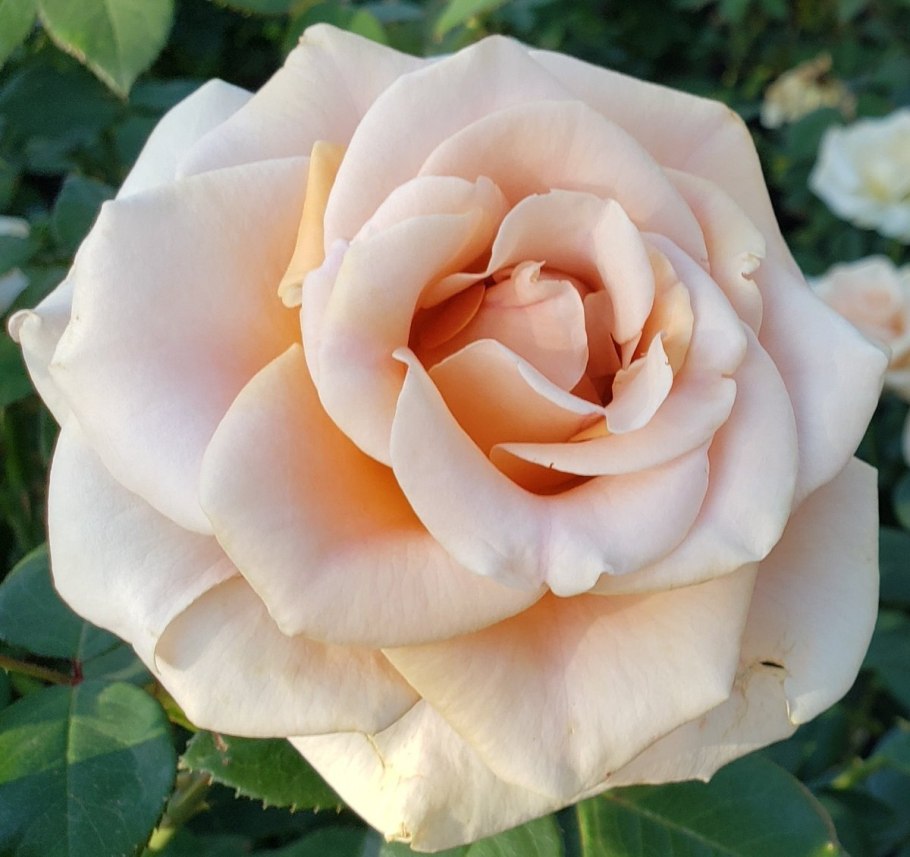 Роза чайно гибридная версилия