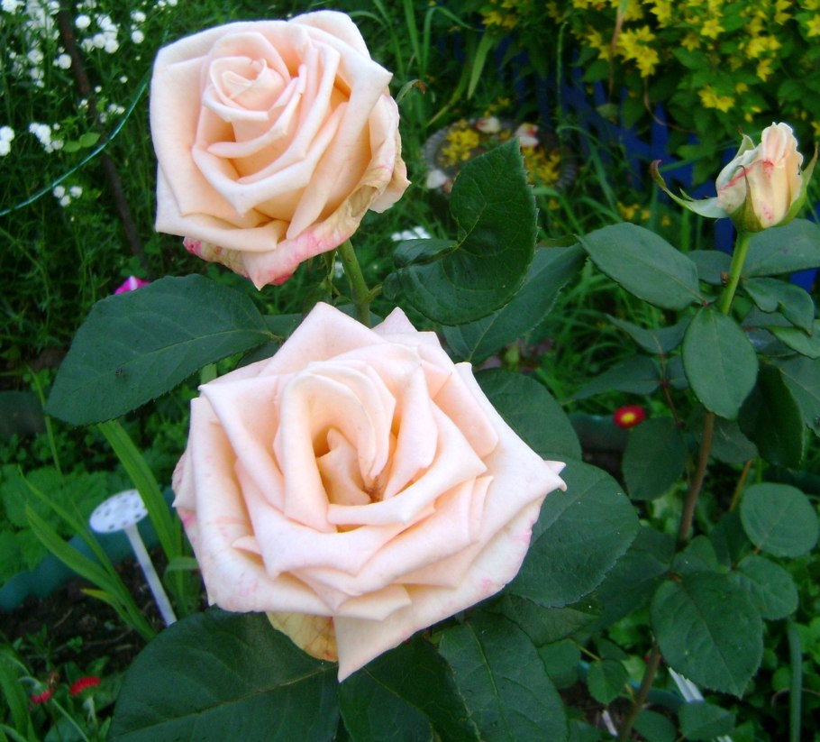 Роза чайно гибридная осиана