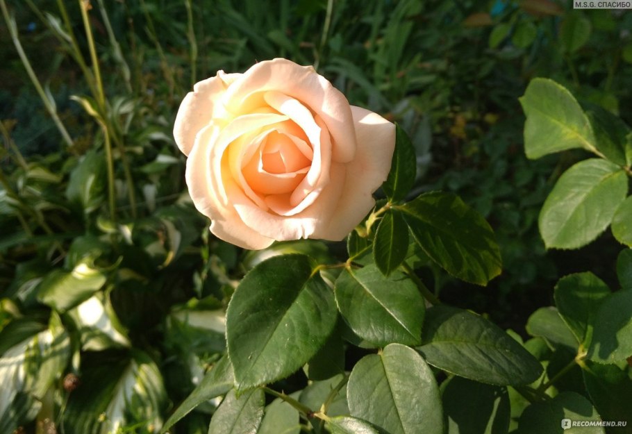 Роза чайно-гибридная Осиана