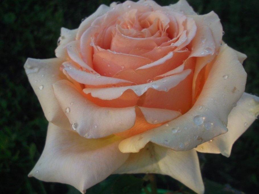 Осиана роза