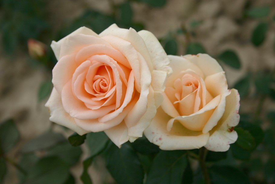 Роза чайно-гибридная Осиана