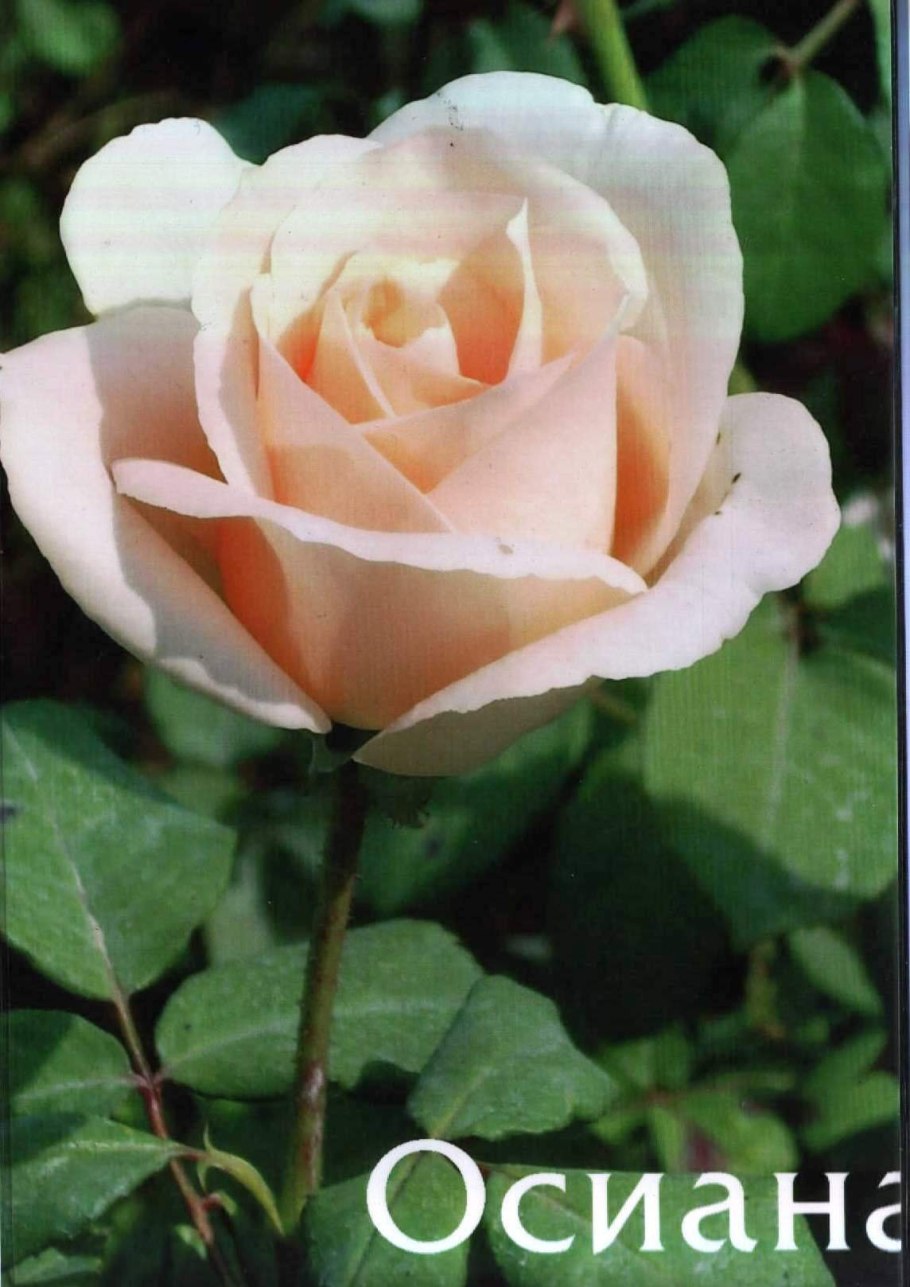 Роза чайно-гибридная Осиана