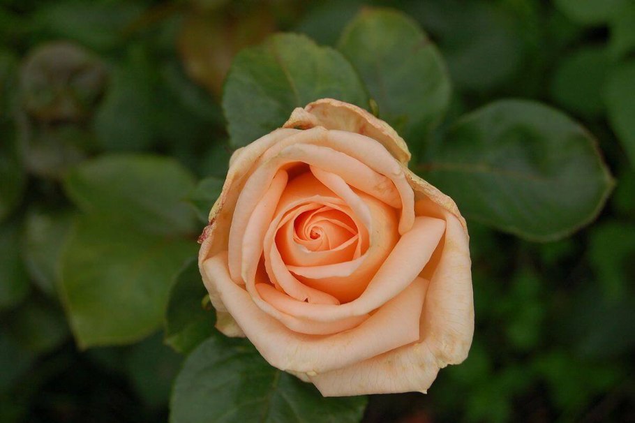 Роза чайно-гибридная Осиана