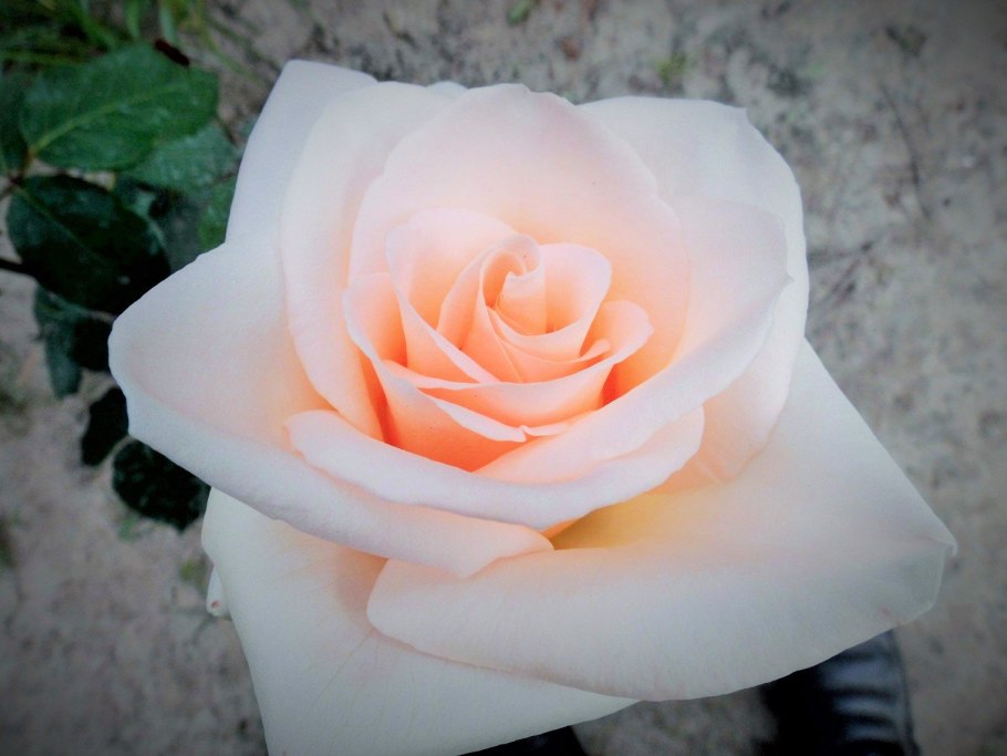 Роза Осиана чайно-гибридная роза