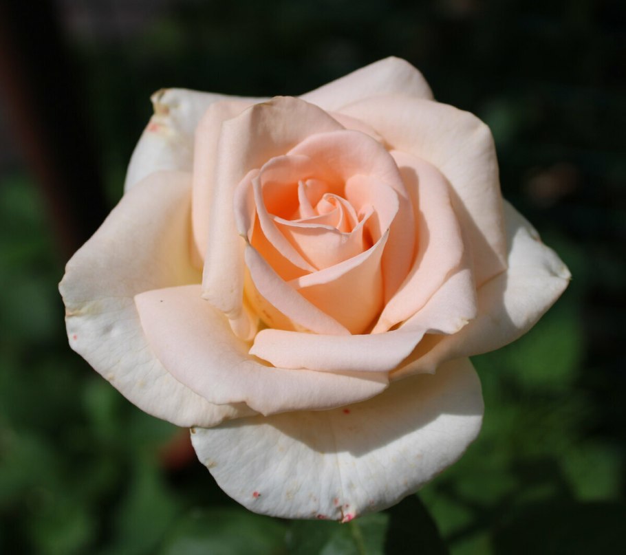 Роза Осиана чайно-гибридная роза