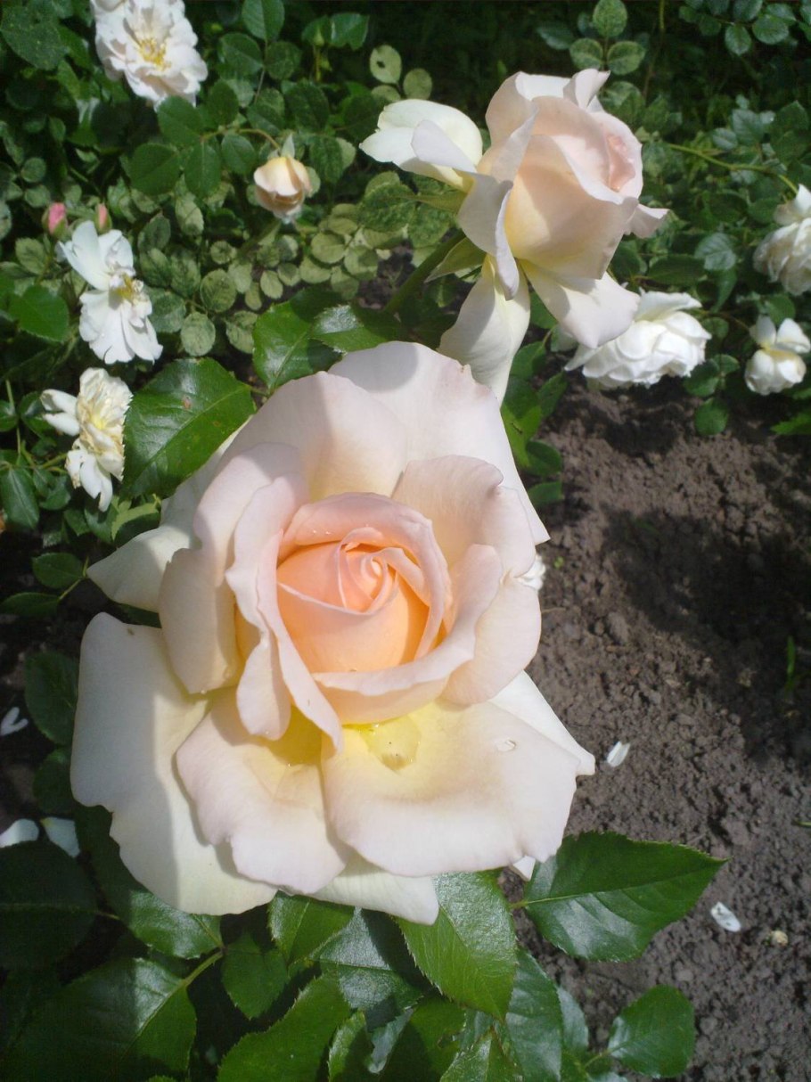 Чайная роза Осиана