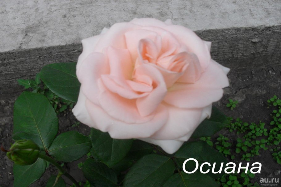 Роза Версилия