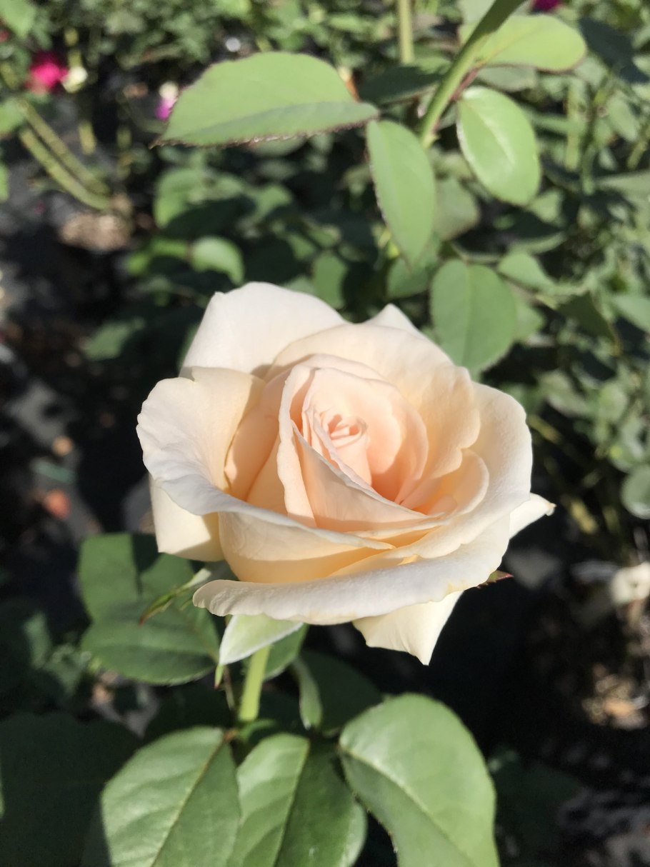 Роза чайно-гибридная Осиана