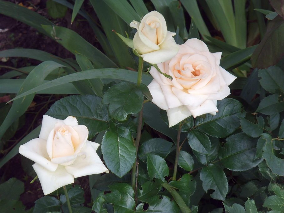 Роза чайно-гибридная Осиана