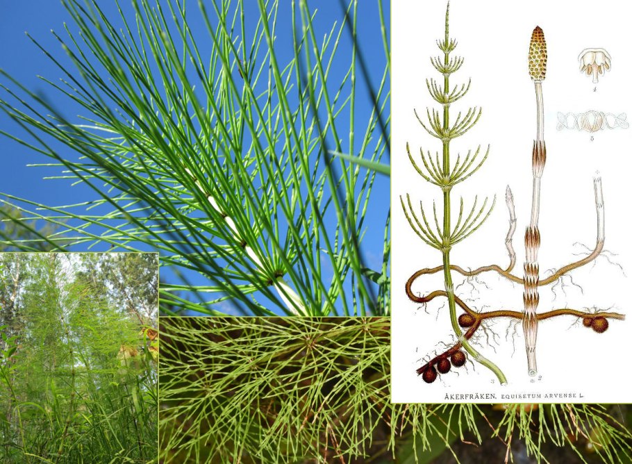 Хвощ большой Equisetum telmateia