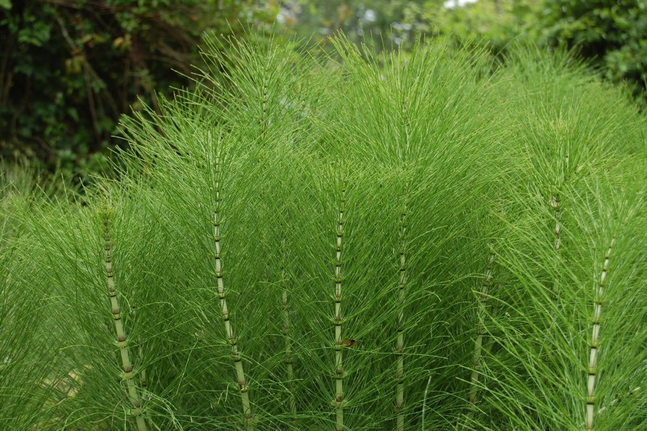 Хвощ полевой Equisetum arvense l.