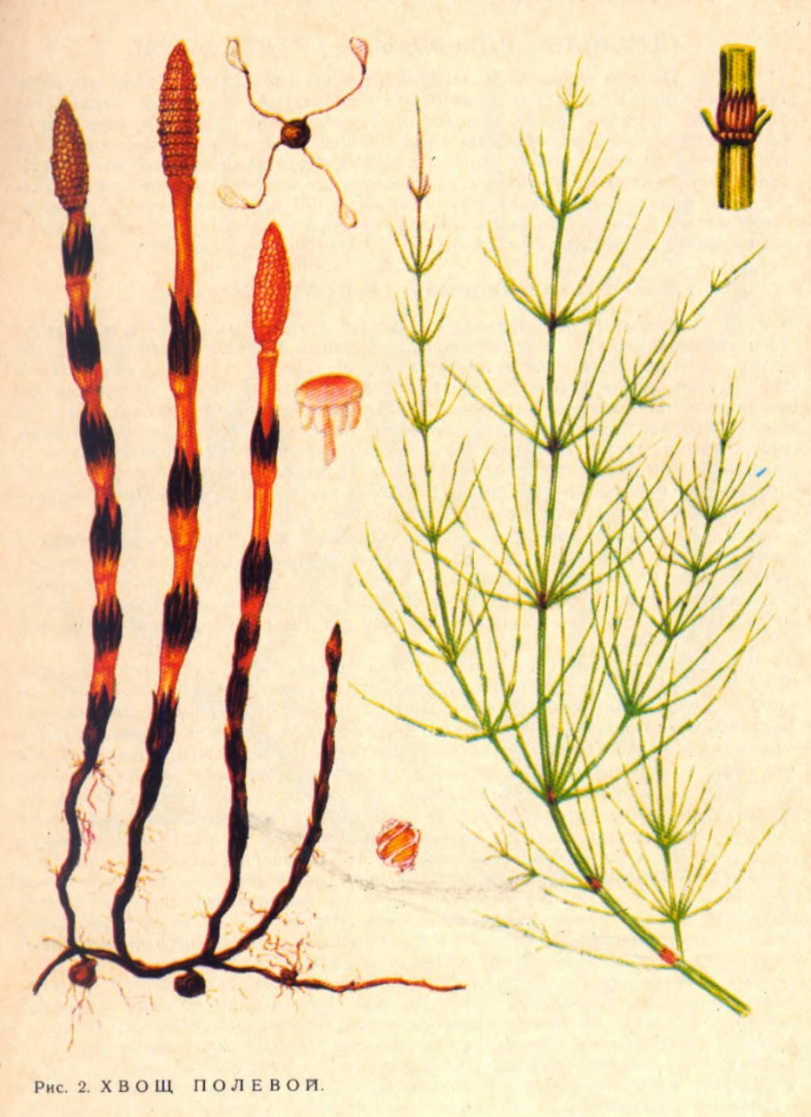 Хвощ Лесной Разноспоровый