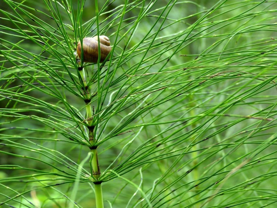 Equisetum telmateia
