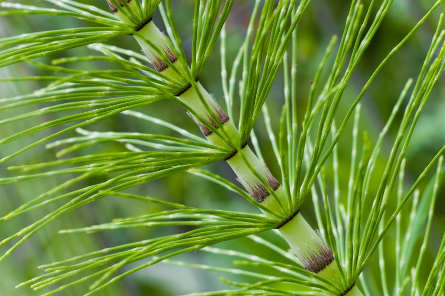 Equisetum telmateia
