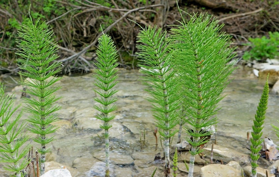 Equisetum arvense l.