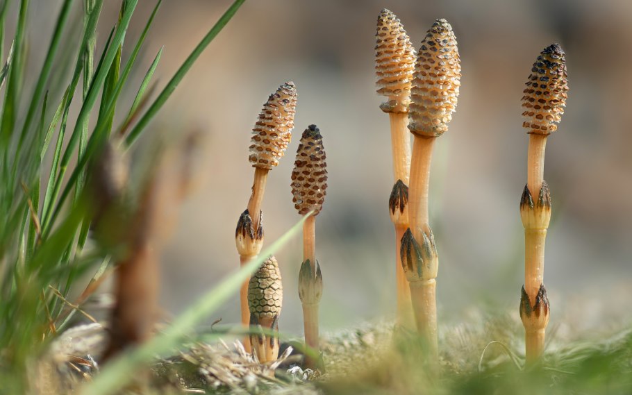 Хвощ Приречный болотный