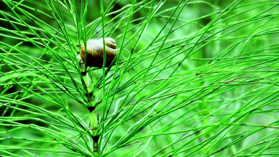 Хвощ полевой