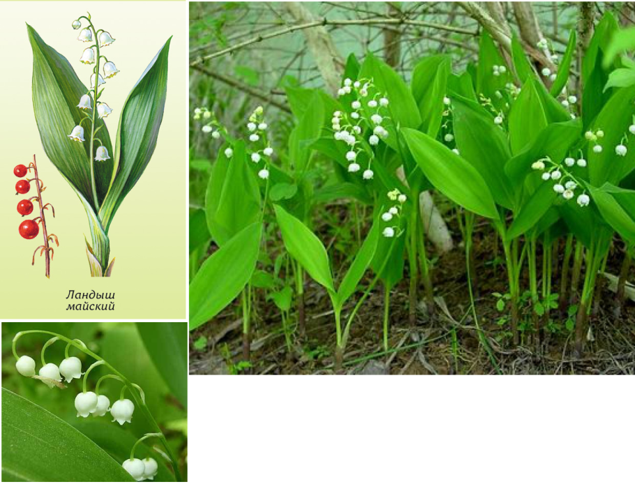 Ландыш горный Convallaria Montana