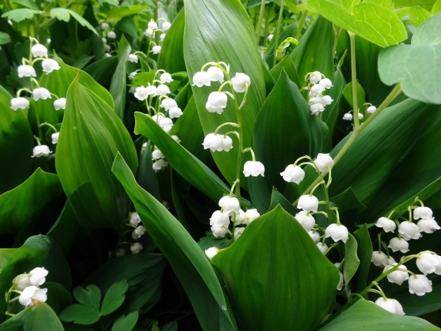 Ландыш Майский Flore pleno