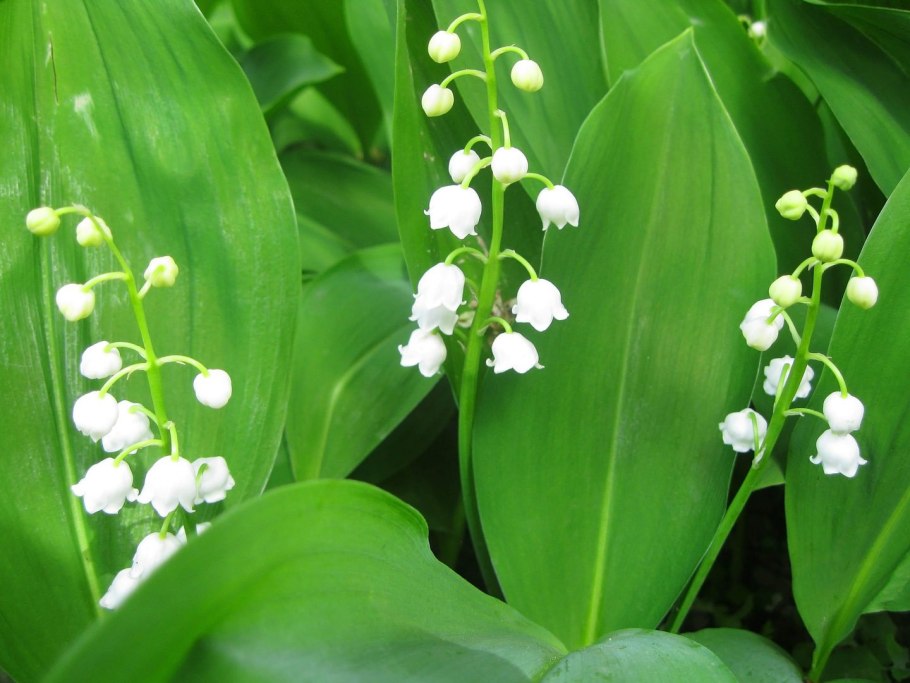 Ландыш Майский