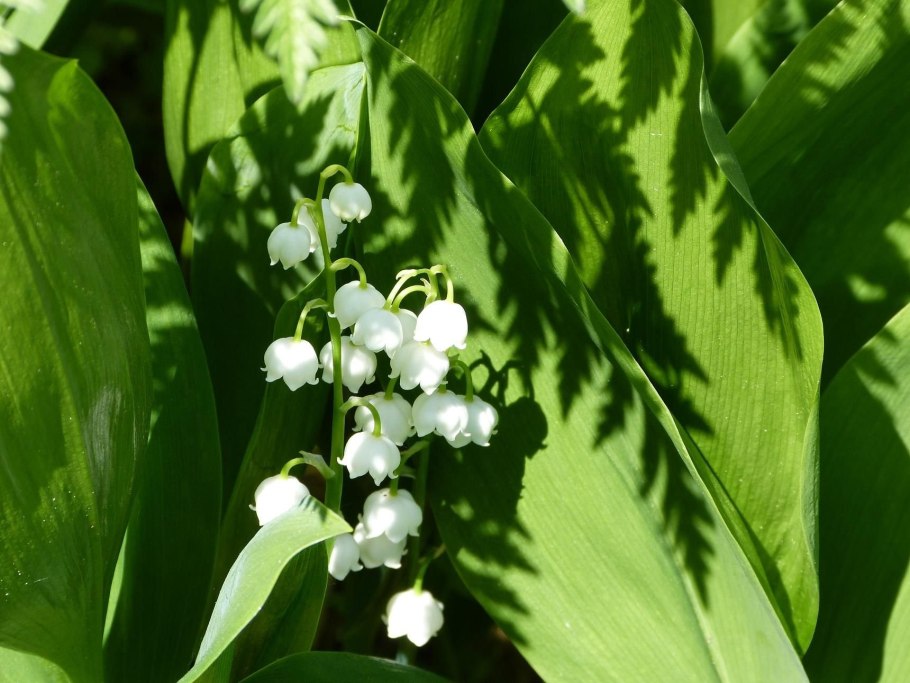 Convallaria Majalis l.