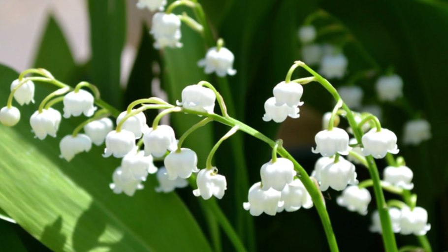 Краснокнижный Ландыш