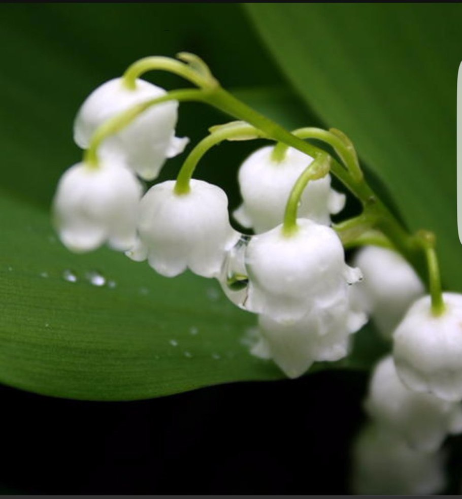 Ландыш Майский Майский