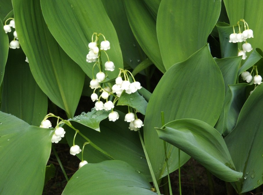 Ландыш prolificans