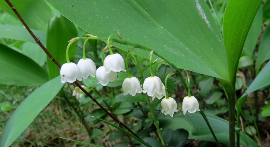 Ландыш Лесной корневище