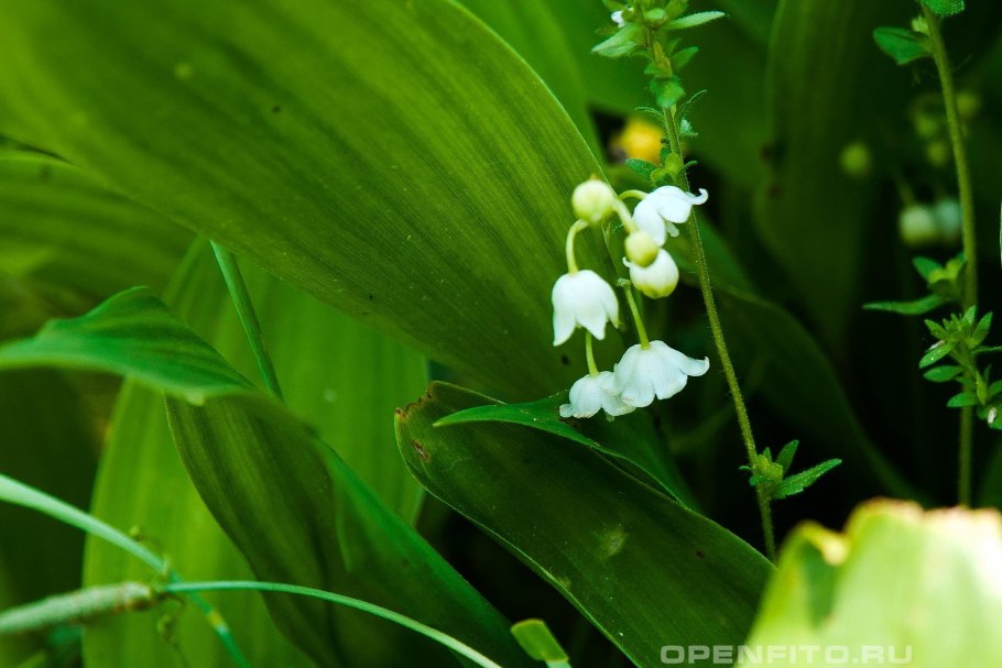 Ландыш Кейзке