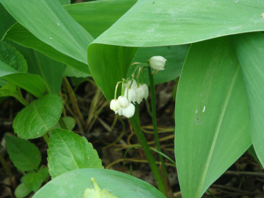 Ландыш Кейске