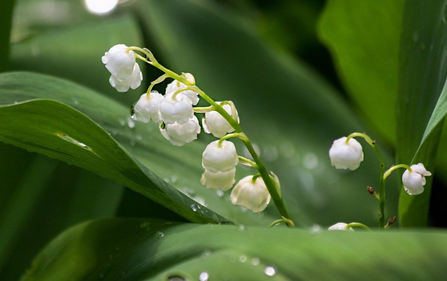 Ландыш ядовитое растение