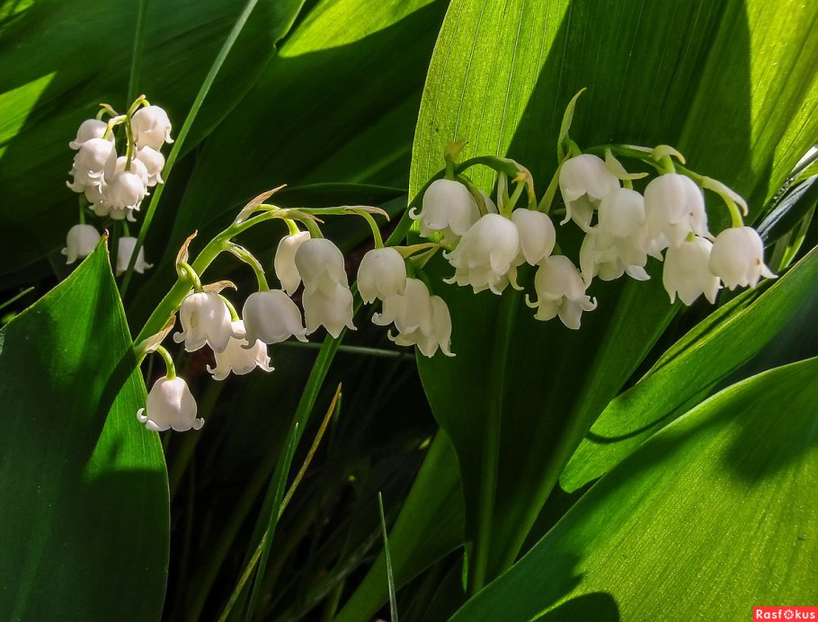 Ландыш Майский семена описание