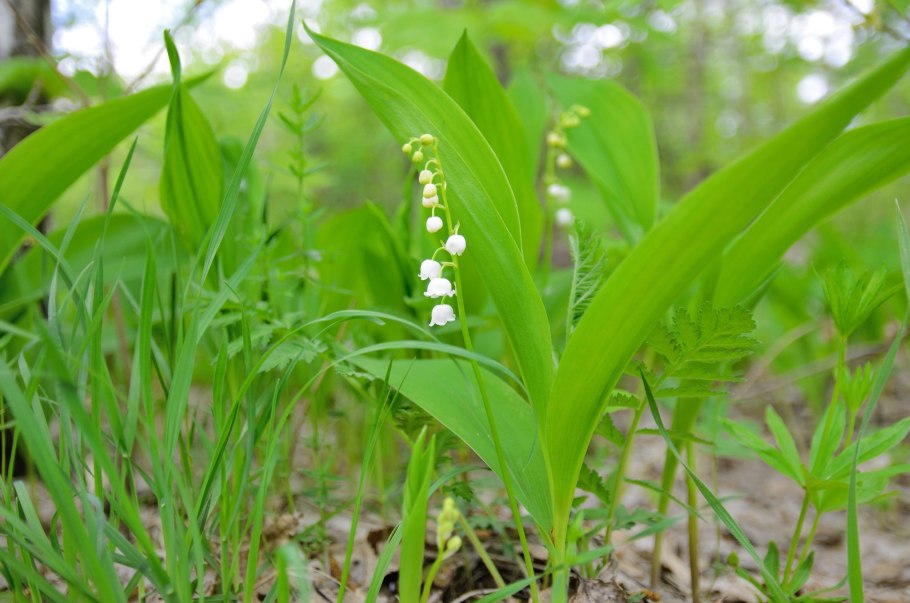 Ландыш Закавказский - Convallaria transcaucasica;