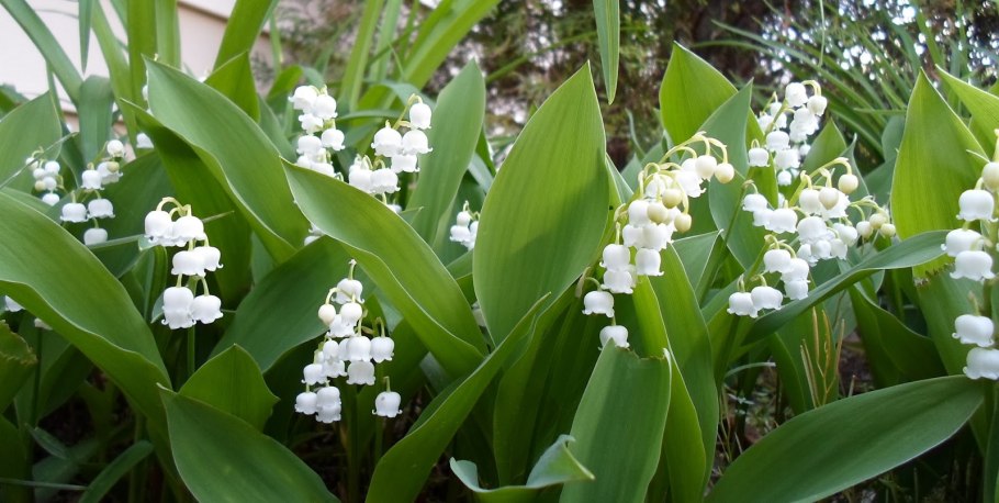 ЛП, ландыша майского(Convallaria Majalis)
