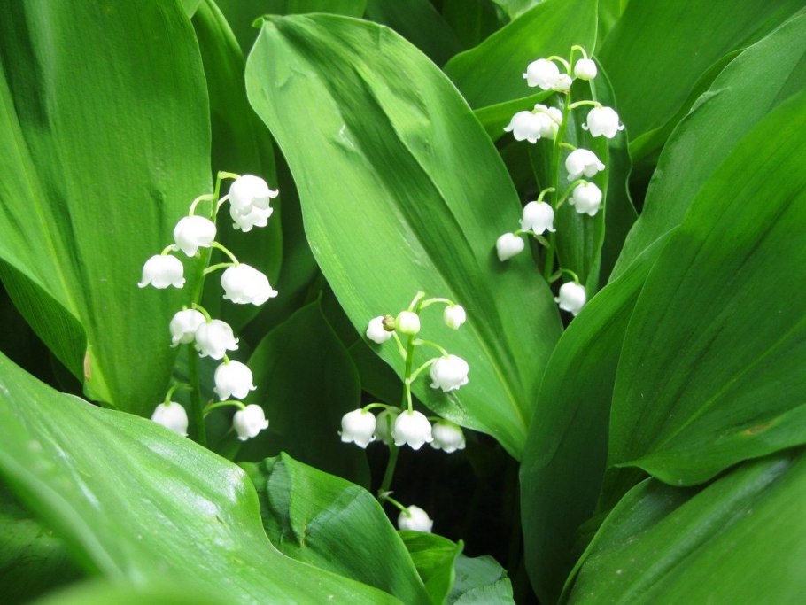 Ландыш болотный